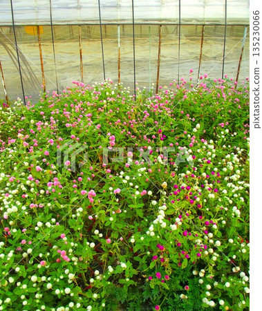 Globetrotters blooming beside a greenhouse field in autumn Globetrotters blooming beside a greenhouse field in autumn 135230066