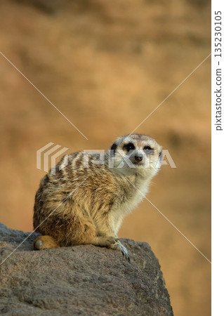 Meerkat climbing up the wall and sitting, looking towards 135230105