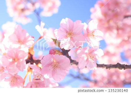河津櫻8659 河津櫻8659 135230140