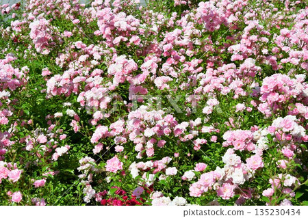 Bulgaria, Rose Valley, Kazanlak, Rose Museum Bulgaria, Rose Valley, Kazanlak, Rose Museum 135230434