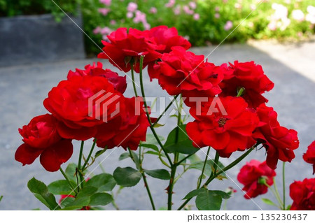 保加利亞，玫瑰谷，喀山勒克，玫瑰博物館 135230437