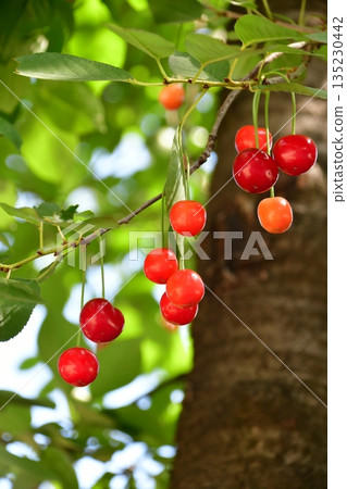 Bulgaria, Rose Valley, Kazanlak, Cherries on the Roadside Bulgaria, Rose Valley, Kazanlak, Cherries on the Roadside 135230442