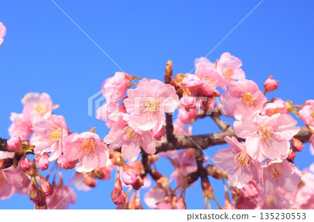 Kawazuzakura 8575 Kawazuzakura 8575 135230553