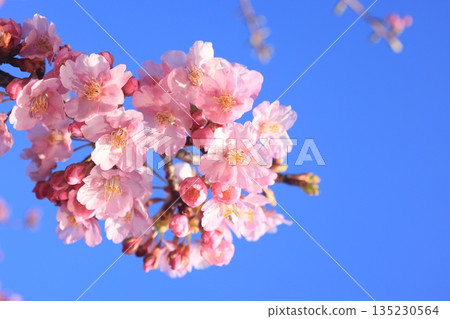 Kawazu cherry blossoms 8593 135230564