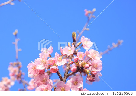 Kawazu cherry blossoms 8598 135230566