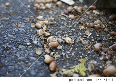 橡子倒在了地上 135231201