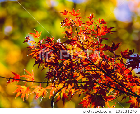 Momiji who changed leaves Momiji who changed leaves 135231270