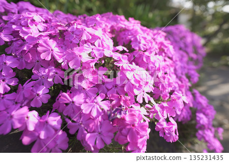 粉紅色芝櫻 粉紅色芝櫻 135231435