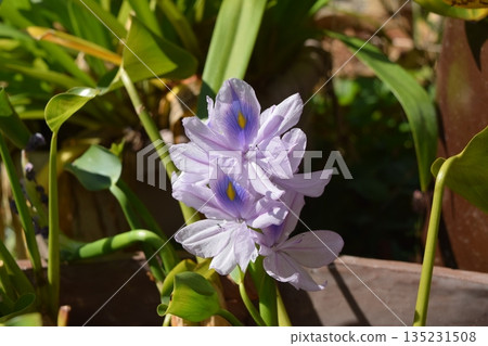 水葫蘆花 水葫蘆花 135231508