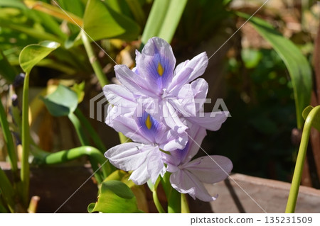 Water hyacinth flowers 135231509