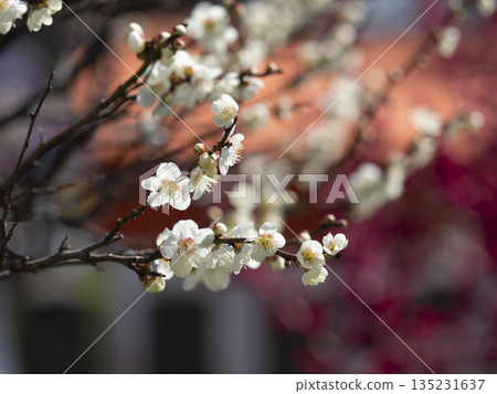 White plum blossoms blooming at Domyoji Tenmangu Shrine White plum blossoms blooming at Domyoji Tenmangu Shrine 135231637