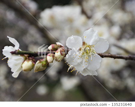 道明寺天滿宮盛開的白梅花 135231640