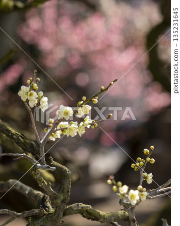 White plum blossoms blooming at Domyoji Tenmangu Shrine White plum blossoms blooming at Domyoji Tenmangu Shrine 135231645