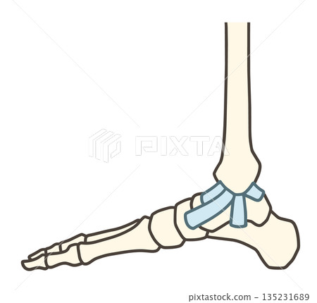 從內部觀察的足部骨骼、踝關節和三角韌帶 135231689