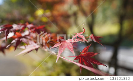 Maple leaves which turned red leaves Maple leaves which turned red leaves 135231823