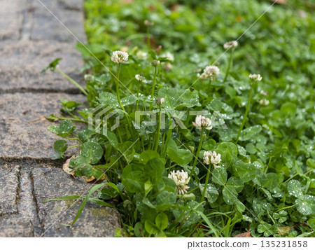 White clover in the park wet with rain White clover in the park wet with rain 135231858