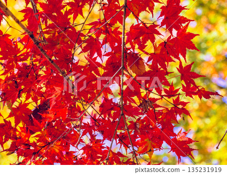Bright red autumn leaves 135231919