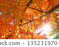 Autumn leaves, trees, sun 135231970