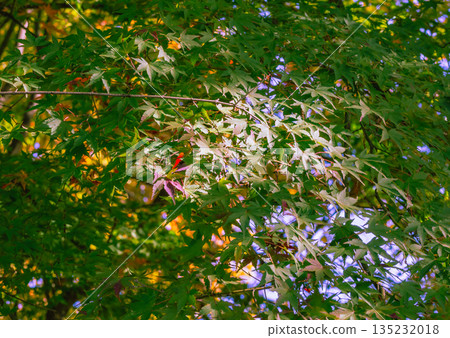 Momiji葉子開始變色 Momiji葉子開始變色 135232018