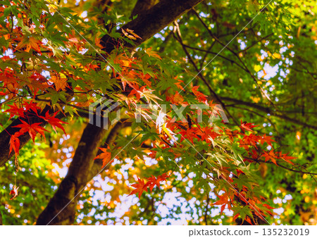 Maple leaves which turned red leaves 135232019