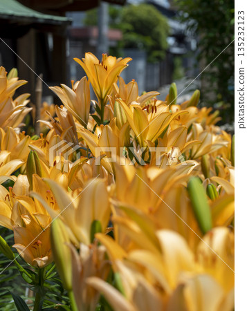Lilies in full bloom Lilies in full bloom 135232123