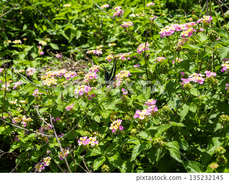 Lantana flowers and bluebottle 135232145