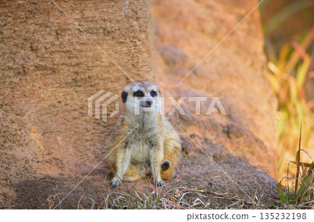 A meerkat sits in front of a wall and watches the sunset 135232198