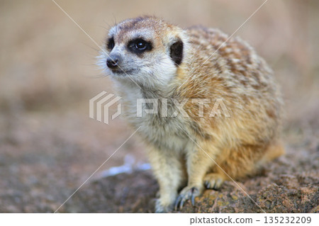 Meerkats wait for their zookeeper 135232209