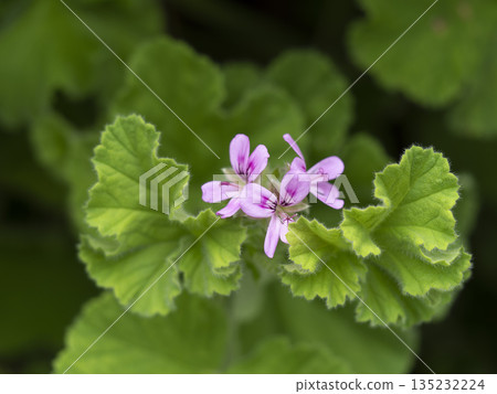 Rose geraniums blooming in the field 135232224