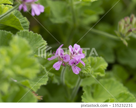 Rose geraniums blooming in the field Rose geraniums blooming in the field 135232231