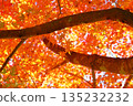 Autumn leaves tree close-up 135232232