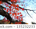 Autumn leaves, trees, close-up, blue sky 135232233