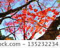 Autumn leaves, trees, close-up, blue sky, sunlight 135232234