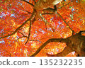 Autumn leaves trees 135232235