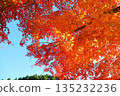 Autumn leaves, trees, blue sky 135232236