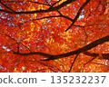 Autumn leaves trees 135232237