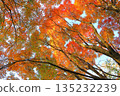 Autumn leaves trees 135232239
