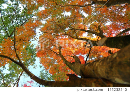 秋葉樹 秋葉樹 135232240