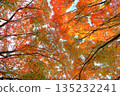 Autumn leaves trees 135232241