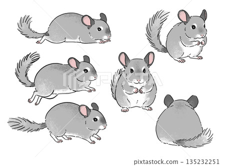 Hand-drawn chinchilla pose illustration set Hand-drawn chinchilla pose illustration set 135232251