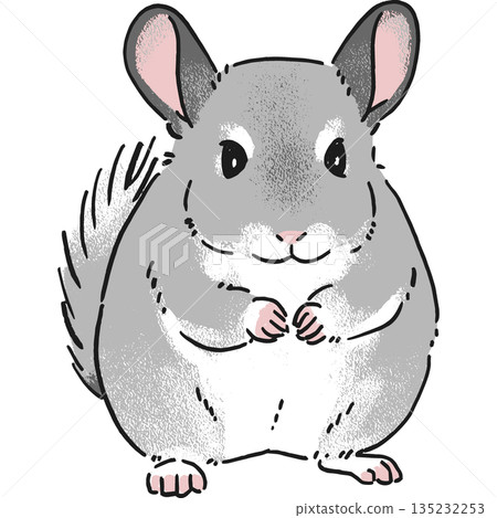 Hand-drawn illustration of a chinchilla sitting facing forward Hand-drawn illustration of a chinchilla sitting facing forward 135232253