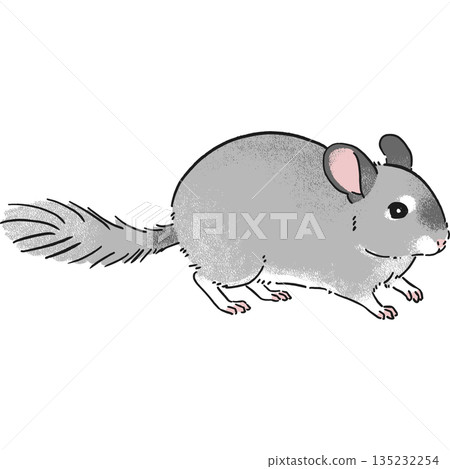 Hand-drawn chinchilla illustration in full length 135232254