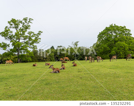 奈良公園飛火野花園裡的鹿 奈良公園飛火野花園裡的鹿 135232291