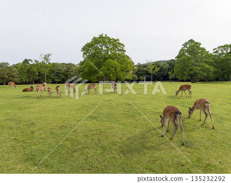 奈良公園飛火野花園裡的鹿 奈良公園飛火野花園裡的鹿 135232292