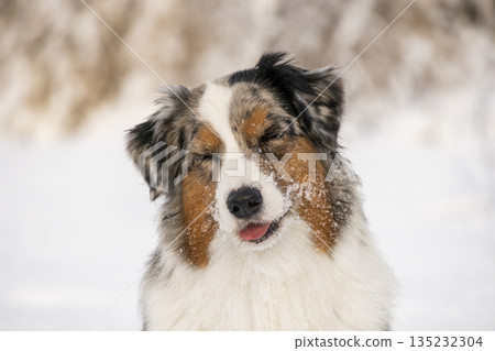 Happy smiling Australian Shepherd with closed eyes in winter. 135232304