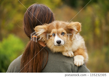 Young woman holding a fluffy Welsh Corgi puppy on her shoulder 135232305
