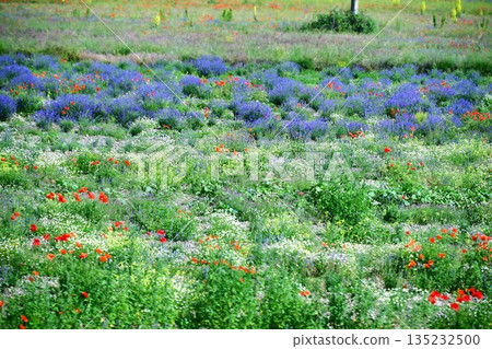 保加利亞，玫瑰谷，喀山勒克，薰衣草田 135232500