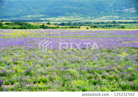 Bulgaria, Rose Valley, Kazanlak, lavender fields 135232502