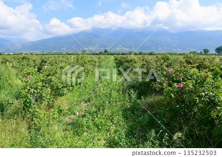 保加利亞卡贊勒克玫瑰谷的香水玫瑰田 保加利亞卡贊勒克玫瑰谷的香水玫瑰田 135232503
