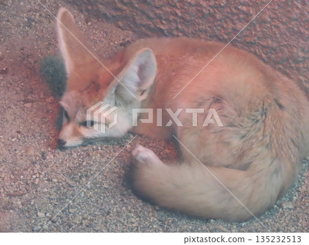 Captive large-eared fennec fox Captive large-eared fennec fox 135232513